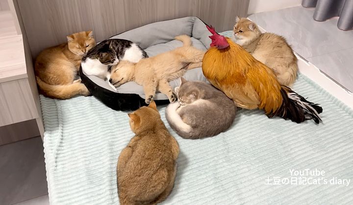 子犬を見守るニワトリと猫達