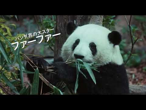 パンダ返還の日を前にそのユニークな生態を見つめ直す 遠藤憲一の語りで巡る『パンダのすごい世界』
