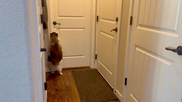 洗面所のドアをカシャカシャし続ける猫、その目的はいずこにありや