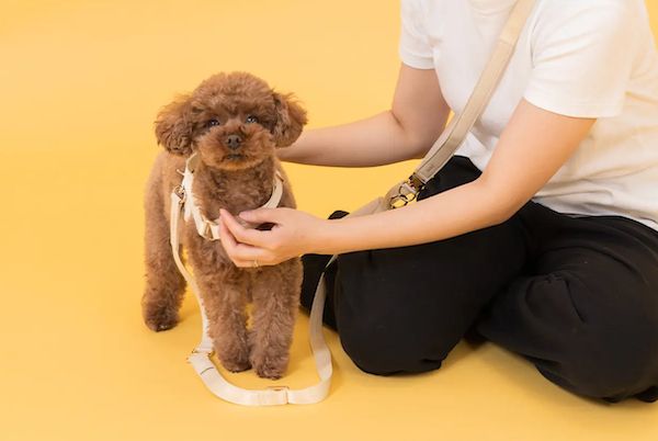 愛犬にも人にもやさしい着け心地。LE’MONGの新作ハーネス＆リードがMakuakeで先行公開