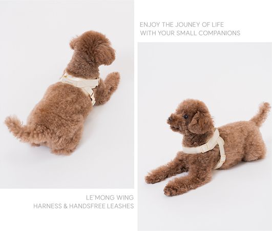 愛犬にも人にもやさしい着け心地。LE’MONGの新作ハーネス＆リードがMakuakeで先行公開