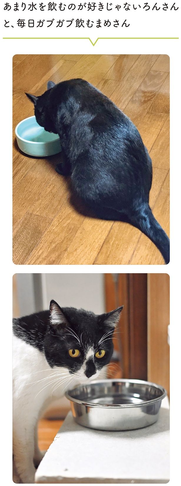 あまり水を飲むのが好きじゃないろんさんと毎日ガブガブ飲むまめさん （C）AKR／KADOKAWA