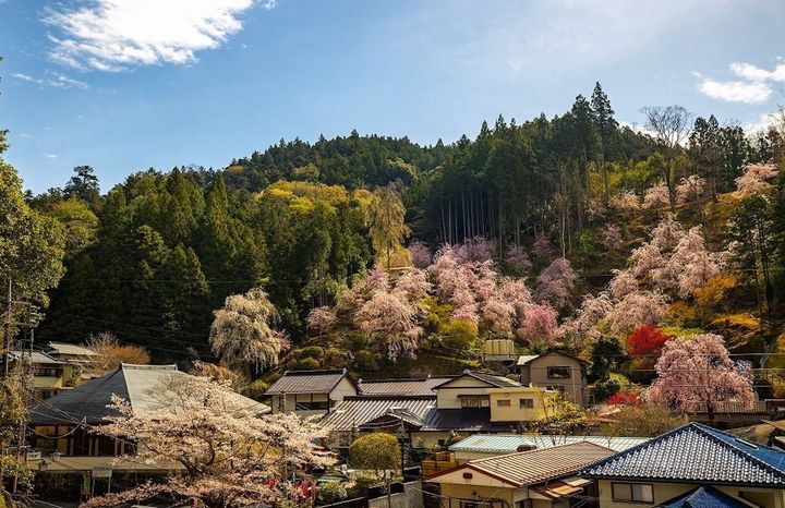 春には裏山のしだれ桜が一斉に花を付ける。祈願・供養とともに桜を植樹できるオーナー制度もある。