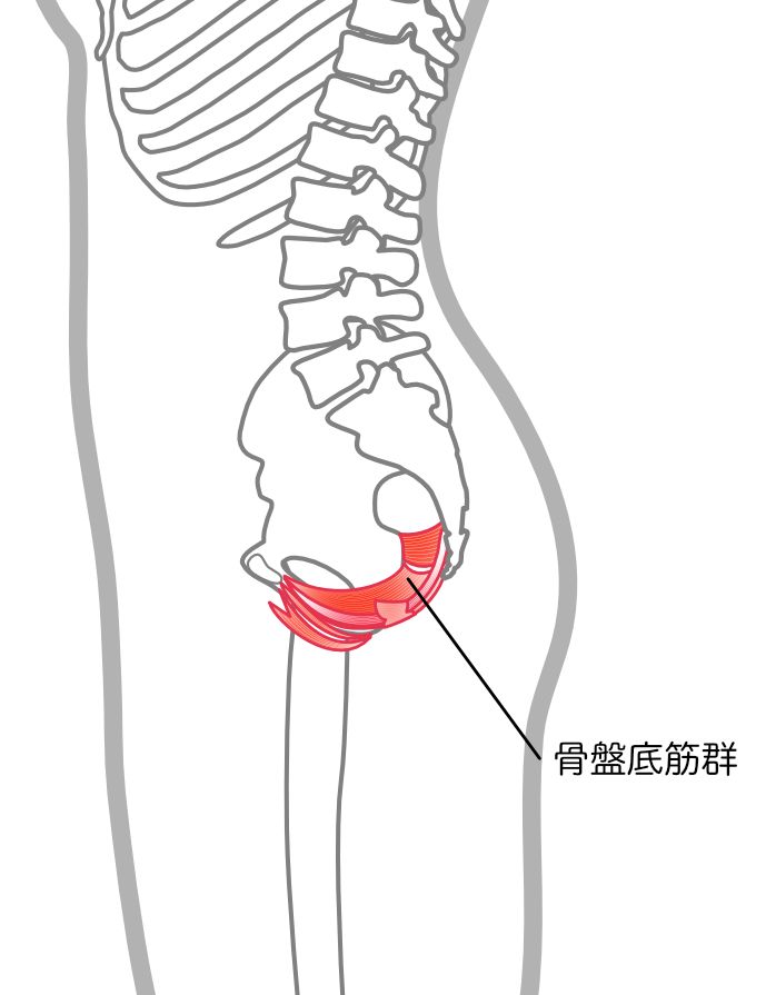 骨盤底筋群