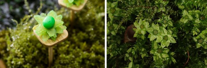 コツボゴケをイメージしたりんごチップ