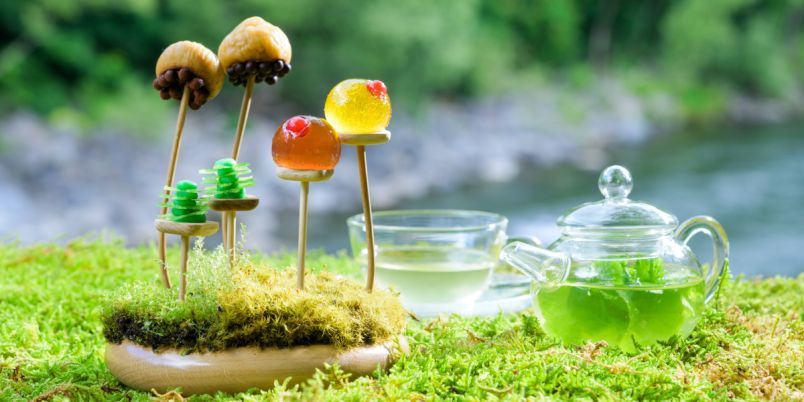 奥入瀬で楽しむ新しい「お苔見」体験