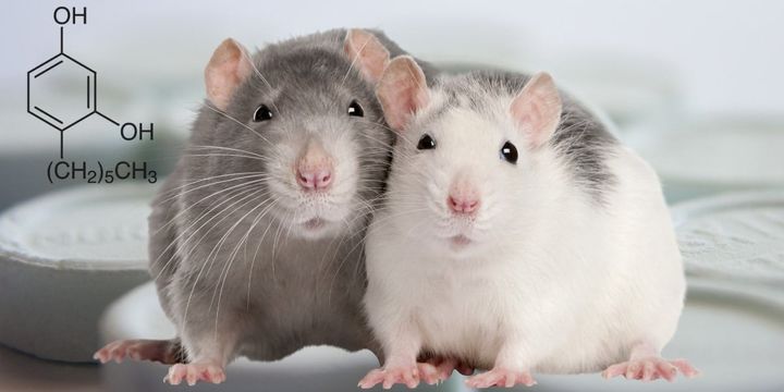 のど飴成分が糖尿病ラットの血糖値低下と筋力改善に効果を示した