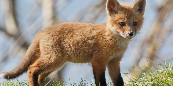 動物福祉のため「もの言わぬ動物の苦しみ」を可視化する