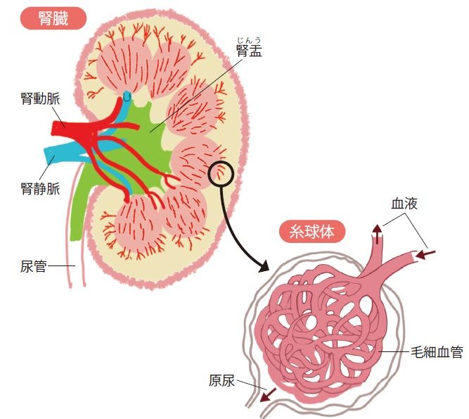 腎臓は老廃物をろ過し、尿として排出する臓器