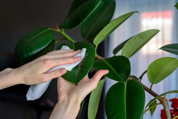 室内栽培の葉を拭く
