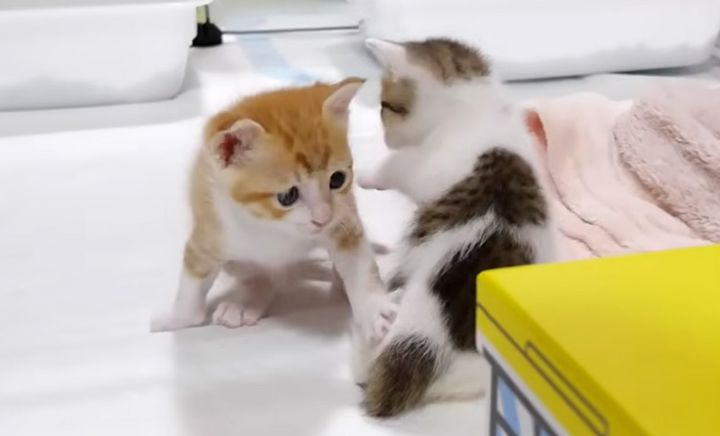 一緒に遊ぶ子猫達