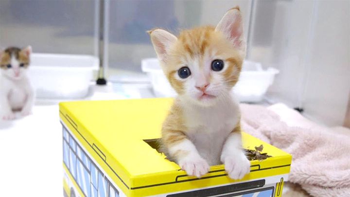 バスではしゃぐ子猫