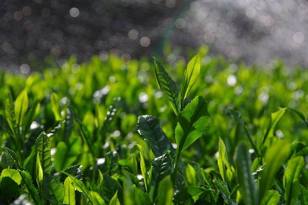 古都華や温州みかんなど、奈良県産の厳選素材を使用した「古都奈良ショコラ」発売！