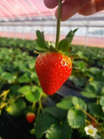 古都華や温州みかんなど、奈良県産の厳選素材を使用した「古都奈良ショコラ」発売！