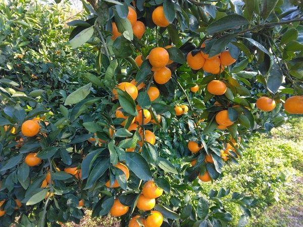 古都華や温州みかんなど、奈良県産の厳選素材を使用した「古都奈良ショコラ」発売！