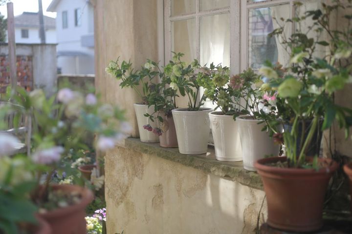 クリスマスローズ