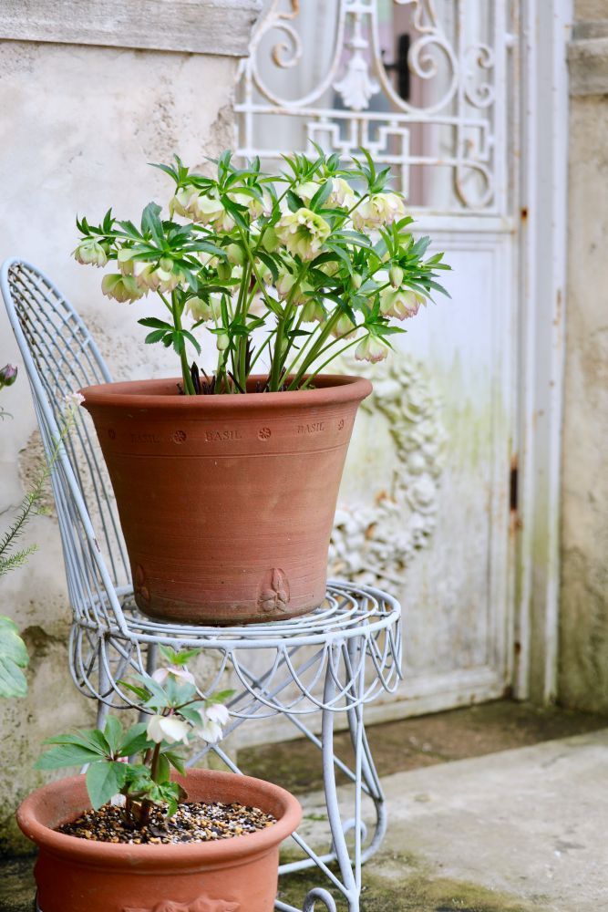 クリスマスローズ