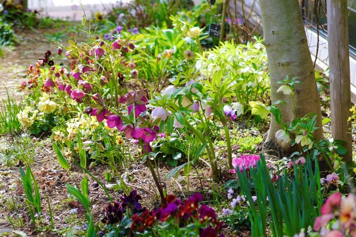 クリスマスローズ