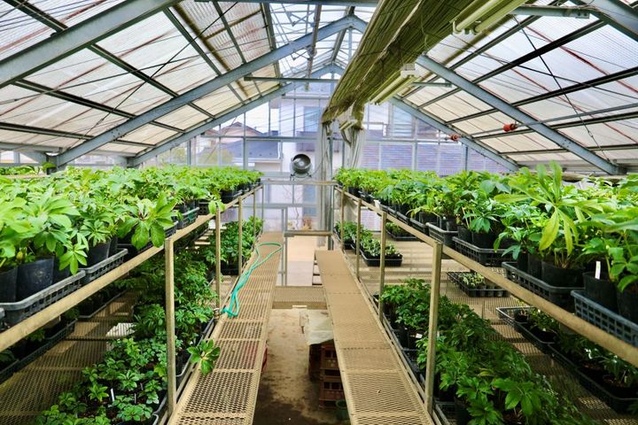 クリスマスローズの圃場