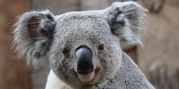 コアラが増えすぎて森が死ぬ？ 南オーストラリアのコアラ避妊計画