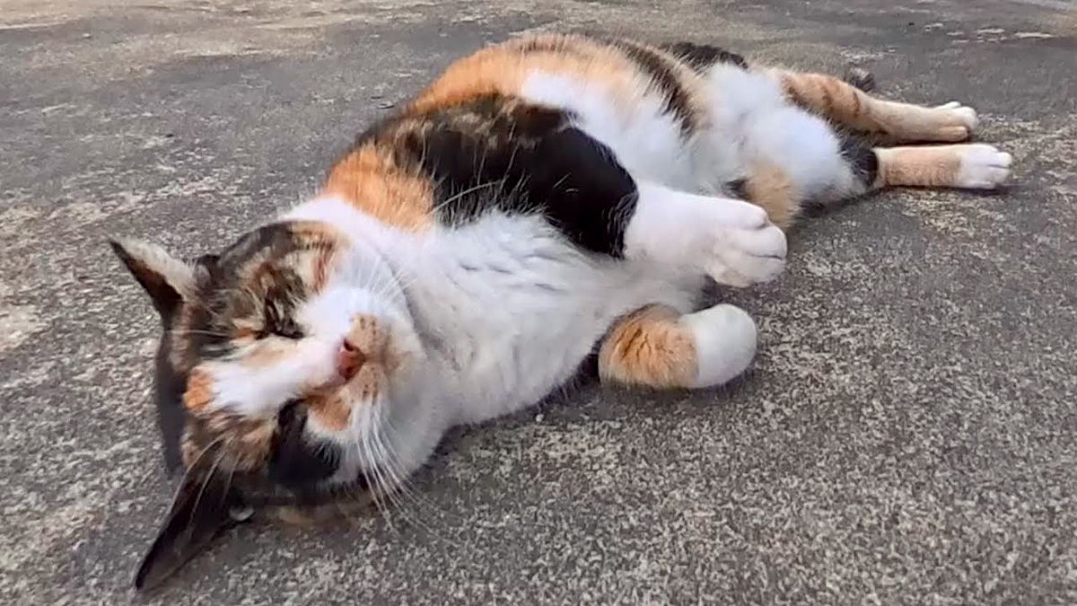 会うと必ず挨拶してくる三毛猫さん。撫でると喜んでゴロンゴロンして 