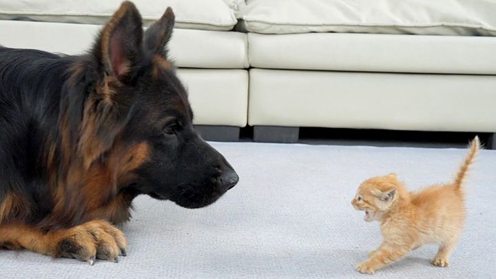 シェパードを怖がる子猫