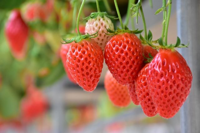 ビニールハウスのイチゴ 収穫前