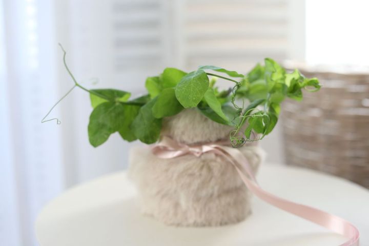 エンドウを入れる