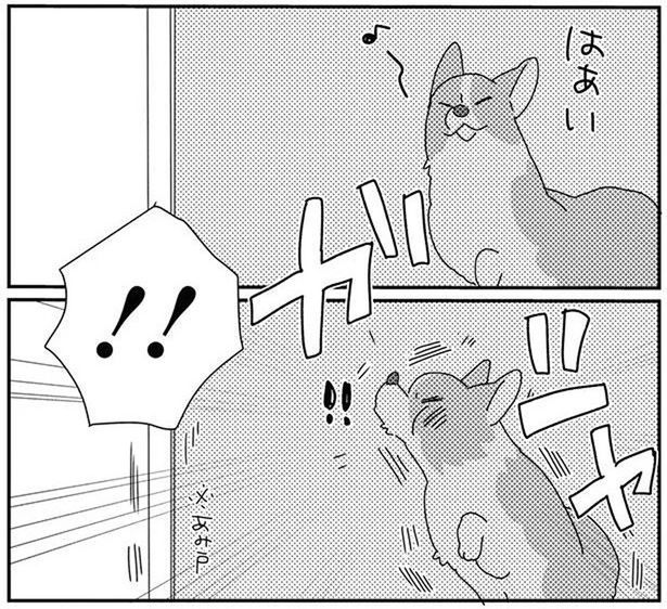 網戸に勢いよくぶつかるコーギー犬。呆然とする姿に「ごめんね」 (C)らくだ／KADOKAWA