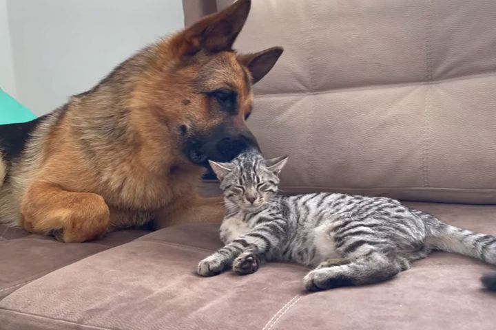 猫に何度もちょっかい出すも…