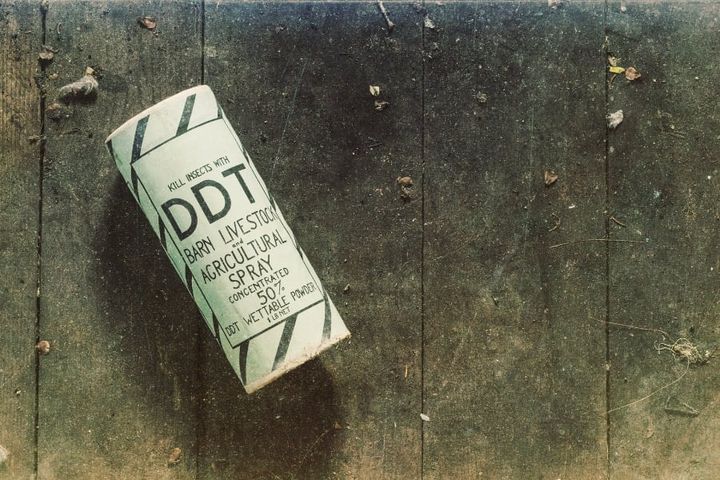 DDTがネコの体内で生物濃縮