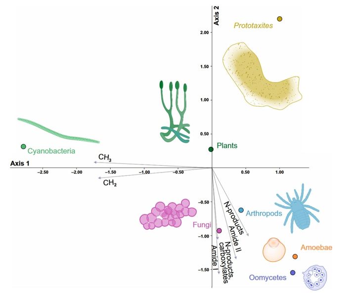 「動物でも植物でも菌でもない」多細胞系統が存在した