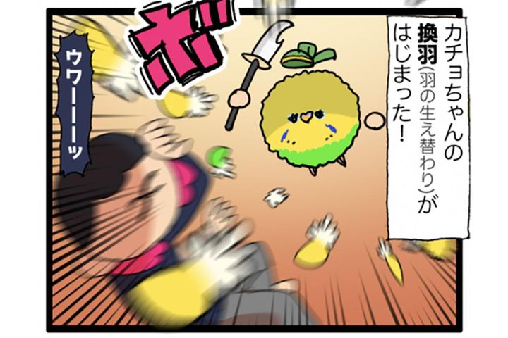 絶賛換羽中のセキセイインコ。カゴの外に出たがらないので飼い主は寂しい…【鳥マンガ #191】