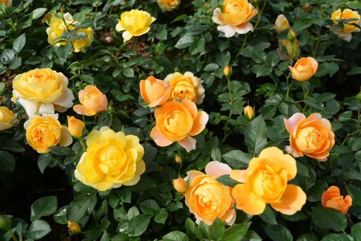 冬剪定を行ったバラは、このように高さが揃って株全体にたくさんの花をつけます。枯れ枝や不要な枝が残っていては、こうはいきません。