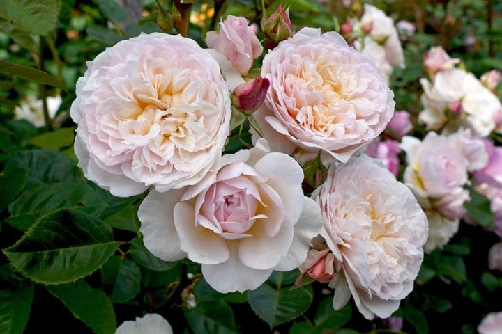 『嵐が丘』の作者エミリー ブロンテの名を付けられたバラ。フラットな花形で中心にボタンアイを見せ、オールドローズの趣があります。