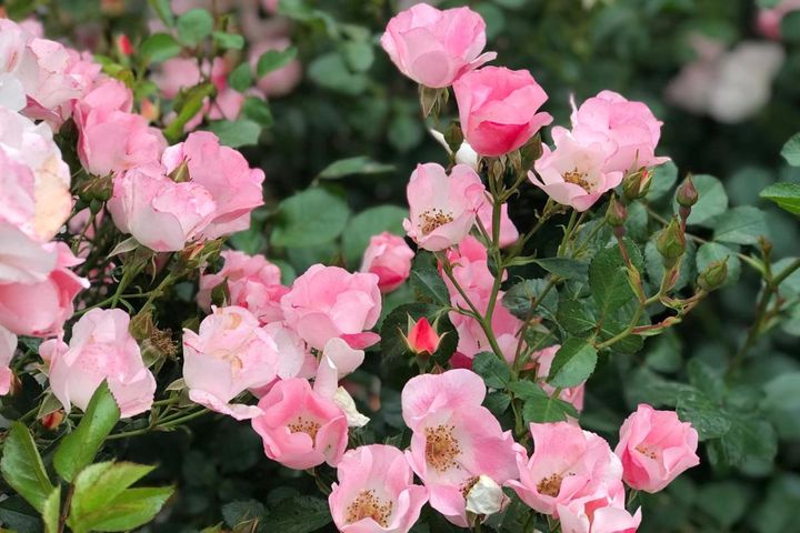 花弁の多いゴージャスなバラの中に、シングルやセミダブルの品種を入れると庭に軽やかさが生まれ、よいアクセントになります。