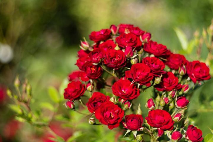 アトランタのボタニカルガーデンに咲く小さな赤いバラ。おびただしい数の花が集まって房咲きになり、１枝だけでもにぎやか。