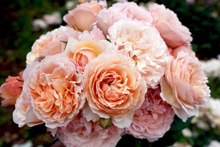 初心者必見！バラの冬剪定で失敗しない方法とは？簡単ステップで5月に咲く美しい花を育てよう【ガーデニング】