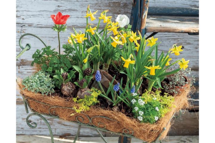 アイアン製の雑貨に花を植えたらこんなに素敵！ フローラ黒田園芸【黒田健太郎さん】の冬の華やぎ寄せ植え