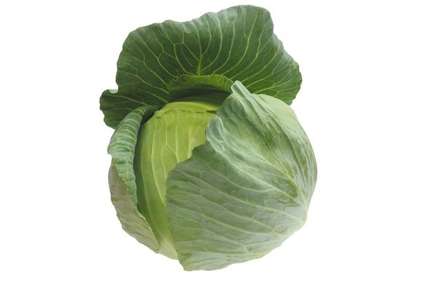 冬キャベツ （C）安井ファーム／KADOKAWA