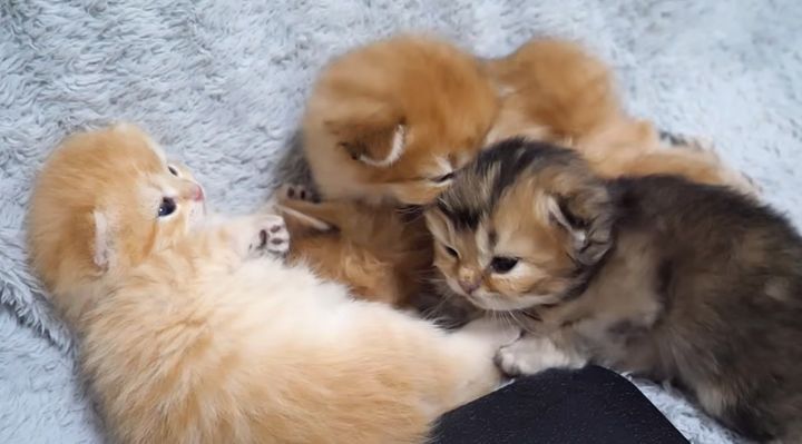 モゾモゾする子猫達