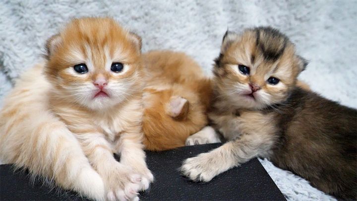 ジッと見つめてくる子猫達