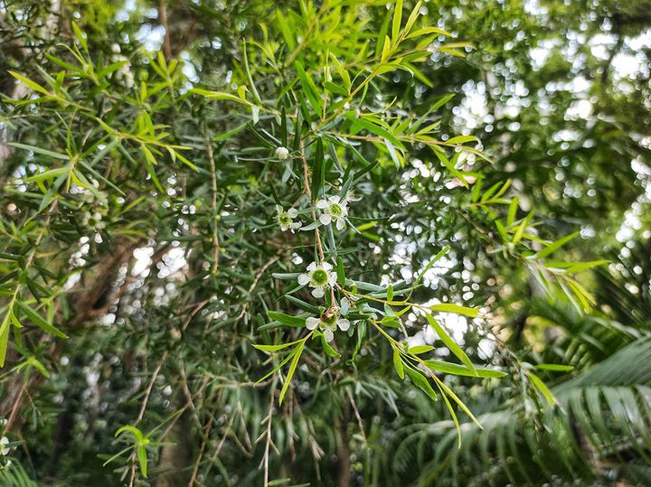 東オーストラリアの沿岸地域原産で、樹高１～２ｍほどであまり大きくなりません。丈夫で春にピンクの花が咲きます。 レモンティーツリー Leptospermum petersonii ( =Leptospermum citratum )