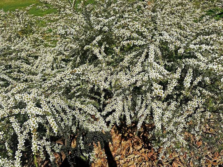 レプトスペルマム・ポリガリフォリウム