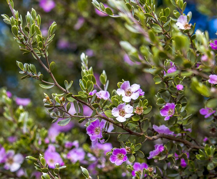 レプトスペルマム・セリセウム Leptospermum sericeum（ Leptospermopsis sericea）