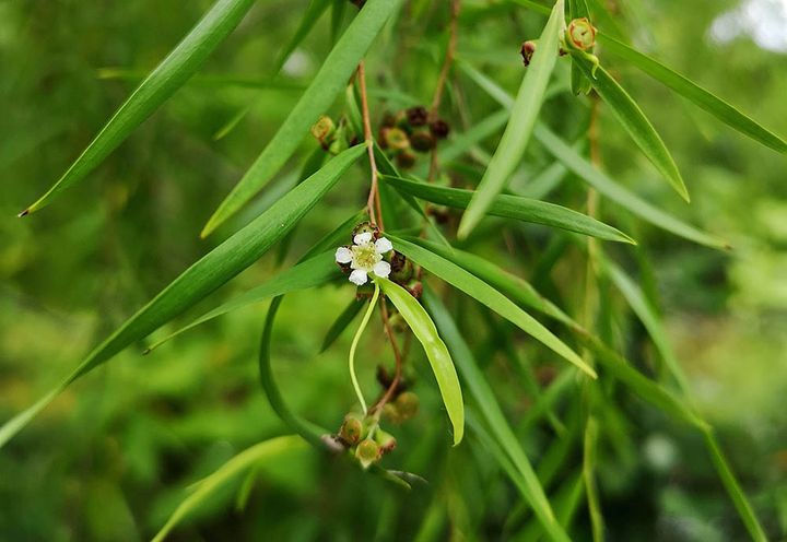 レプトスペルマム・ブラキアンドルム（シルバーティーツリー） Leptospermum brachyandrum