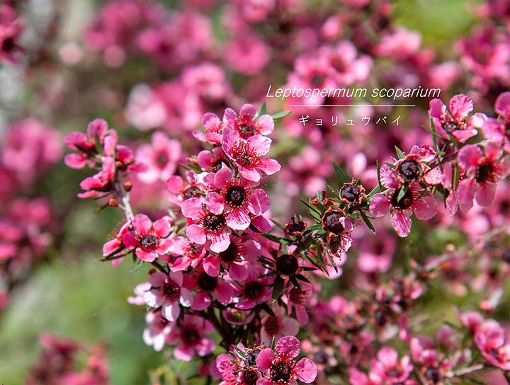 プロが解説】今注目のオージープランツ「レプトスペルマム」入門