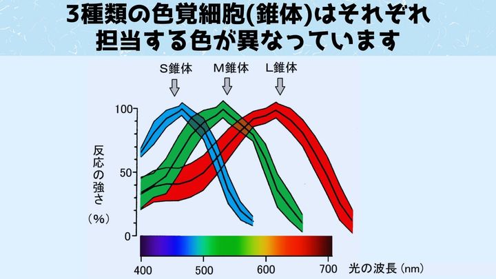 「私の赤」と「あなたの赤」は違う可能性が高い 色覚細胞の研究から意外な発見