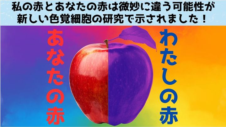 「私の赤」と「あなたの赤」は違う可能性が高い 色覚細胞の研究から意外な発見