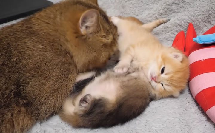 子猫を夢中で舐める母猫